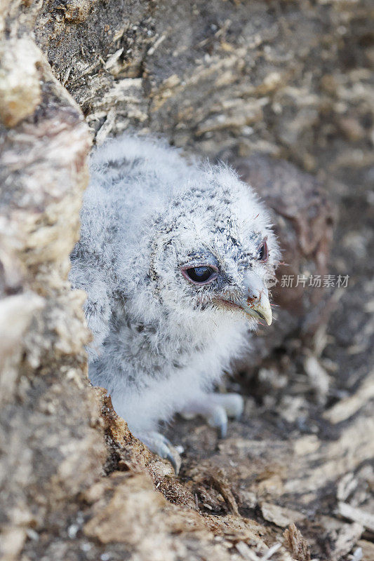 黄褐色猫头鹰(Strix aluco)年轻的鸟